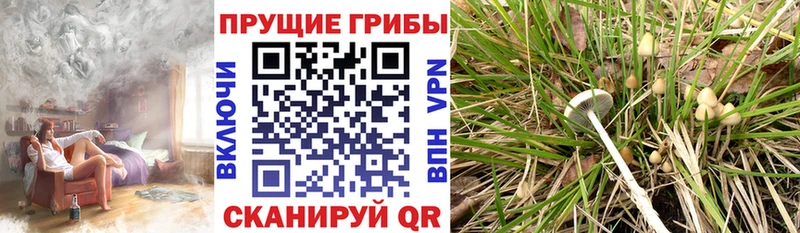 где купить   Котлас  Галлюциногенные грибы Cubensis 